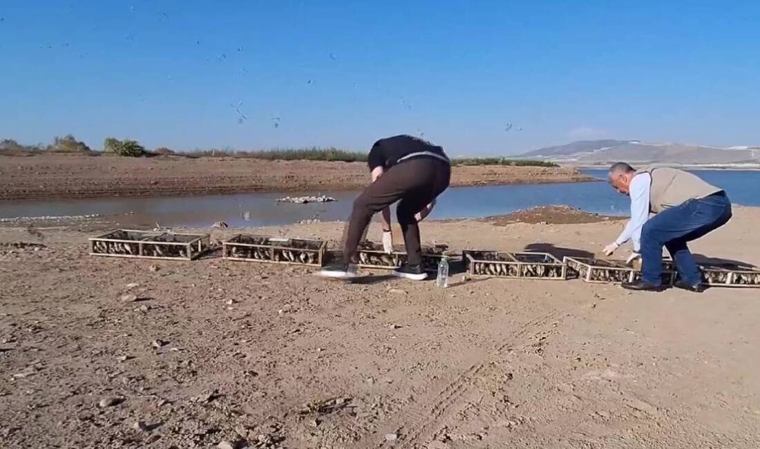 Tarım ve Orman Bakanlığı, Hatay’da yurtdışına çıkarılmak üzere hazırlanmış halde
