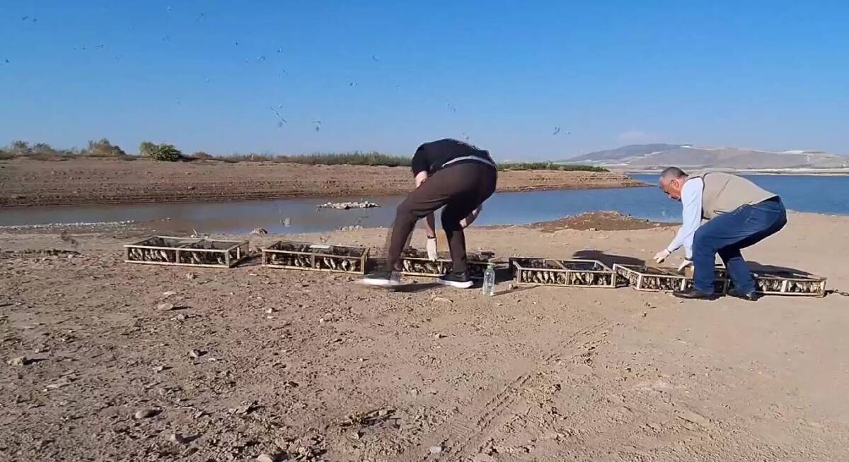 Tarım ve Orman Bakanlığı, Hatay’da yurtdışına çıkarılmak üzere hazırlanmış halde