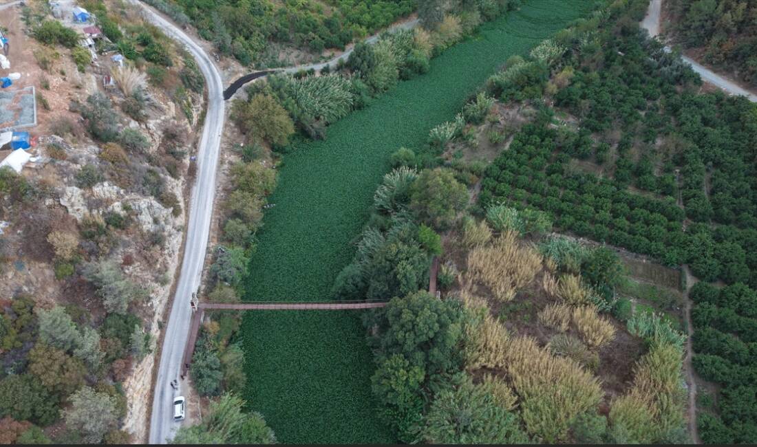   Hatay’ın Samandağ ilçesinden geçen Asi Nehri’nde, son yıllarda dönemsel