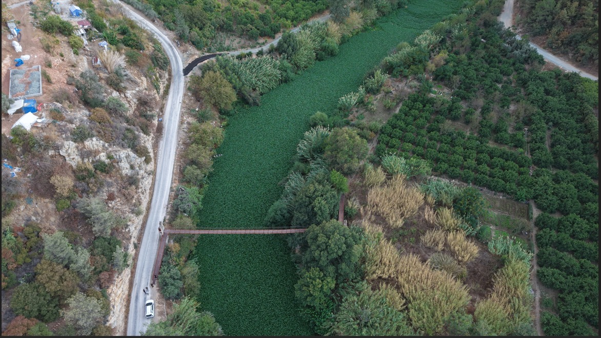 &nbsp; Hatay’ın Samandağ ilçesinden geçen Asi Nehri’nde, son yıllarda dönemsel