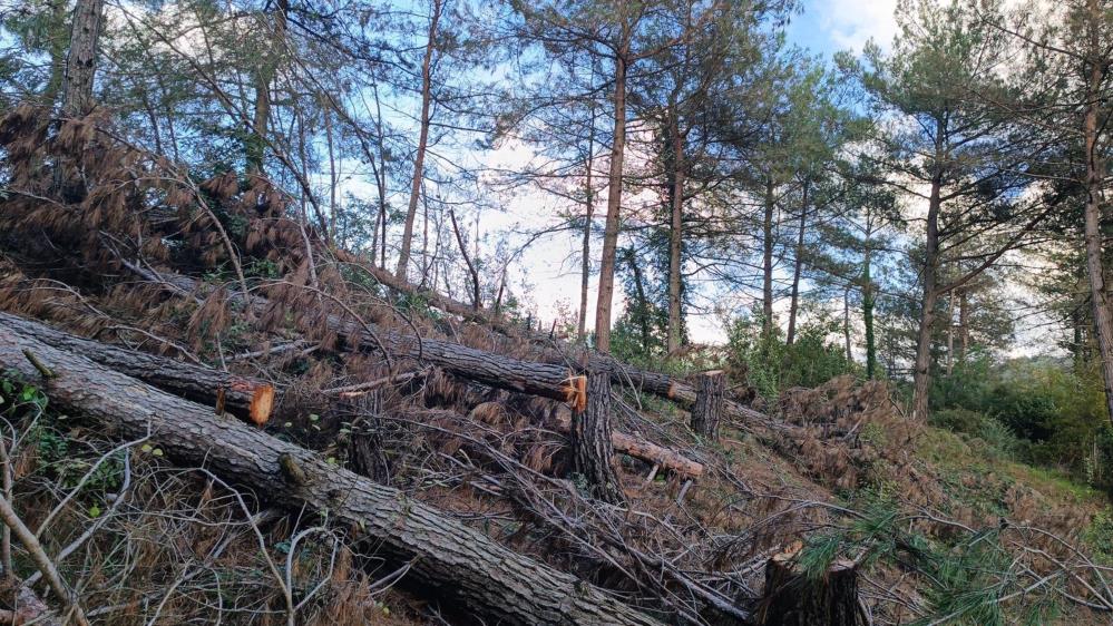 Hatay Amanos Dağları’nda 20 kızılçam ağacının izinsiz kesilmesi sonrası savcılık