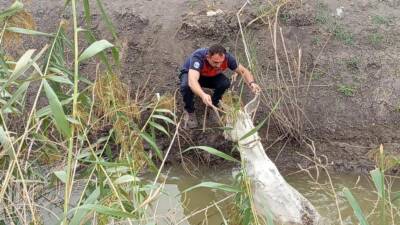Hatay’ın Kırıkhan ilçesinde sulama kanalına düşerek mahsur kalan bir eşek,