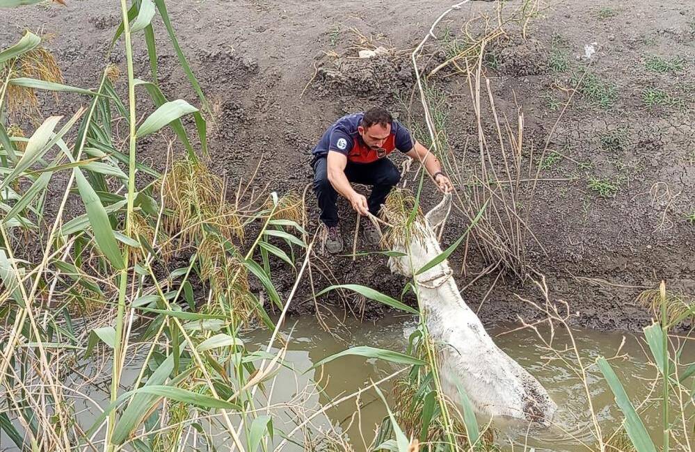 Hatay’da vatandaşların çaresizliği, itfaiyenin dikkatiyle aşıldı Hatay’ın Kırıkhan ilçesinde sulama kanalına düşerek mahsur kalan bir eşek,