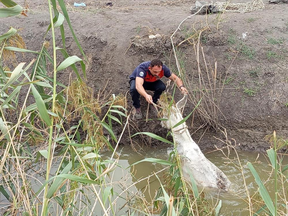 Hatay’ın Kırıkhan ilçesinde sulama kanalına düşerek mahsur kalan bir eşek,