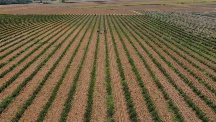 Genel Tarım Sayımı Hatay’da Sahaya Çıktı Türkiye İstatistik Kurumu (TÜİK) ile Tarım ve Orman Bakanlığı işbirliğinde