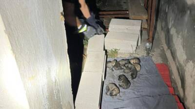 Kapısuyu Mahallesi’nde sulama kanalında mahsur kalan anne köpek ve yavruları,