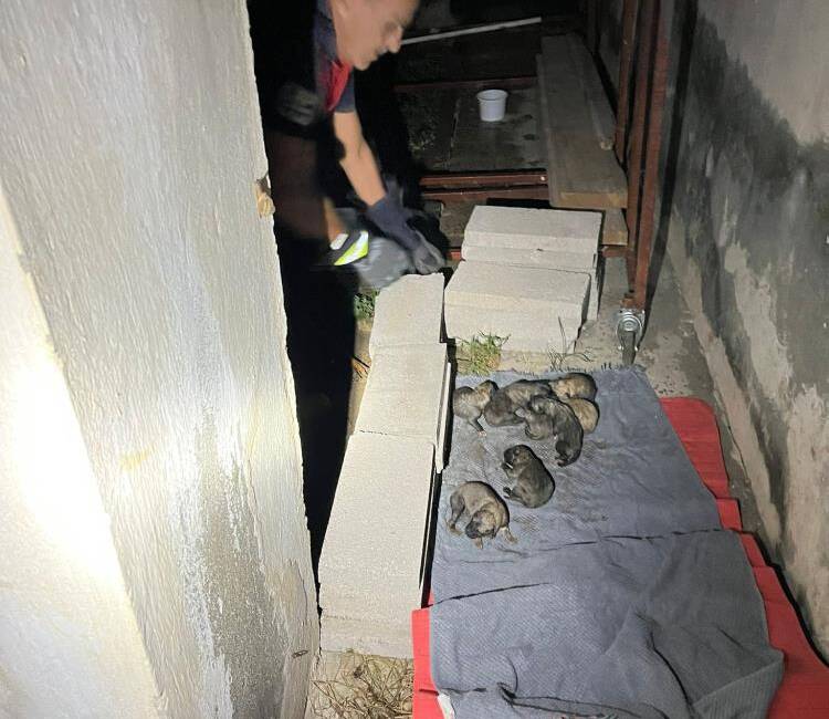 Kapısuyu Mahallesi’nde sulama kanalında mahsur kalan anne köpek ve yavruları,