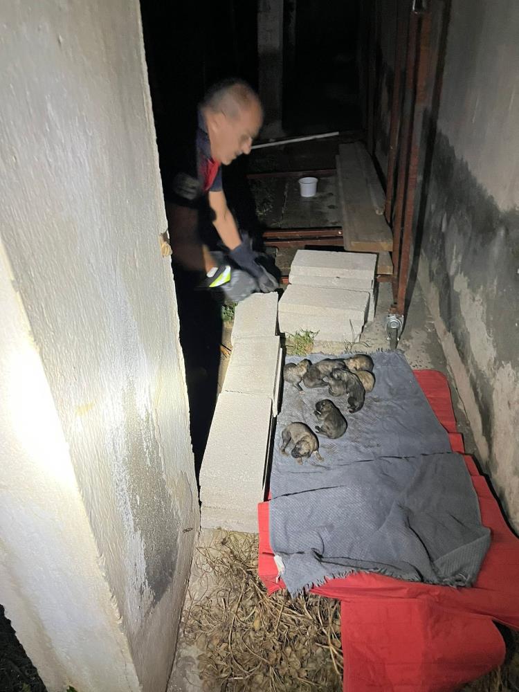 Kapısuyu Mahallesi’nde sulama kanalında mahsur kalan anne köpek ve yavruları,