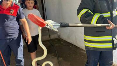 Hatay’da son günlerde etkili olan sıcak hava, yılanların yaşam alanlarını