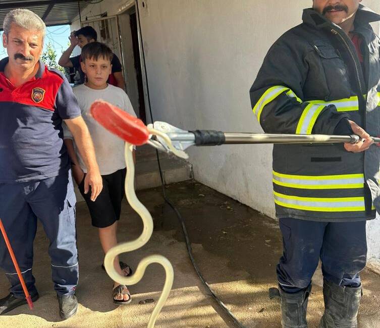 Hatay’da son günlerde etkili olan sıcak hava, yılanların yaşam alanlarını