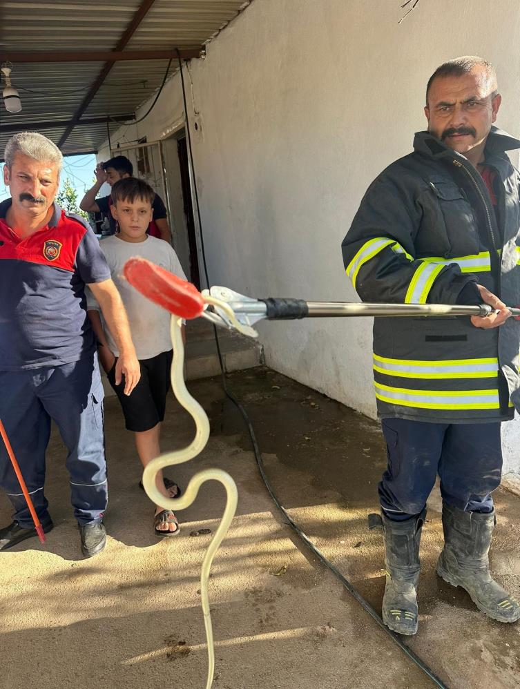 Hatay’da son günlerde etkili olan sıcak hava, yılanların yaşam alanlarını