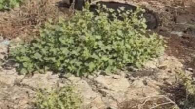 Hatay’ın Reyhanlı ilçesinde, dere yatağında balçığa saplanan 3 inek, itfaiye