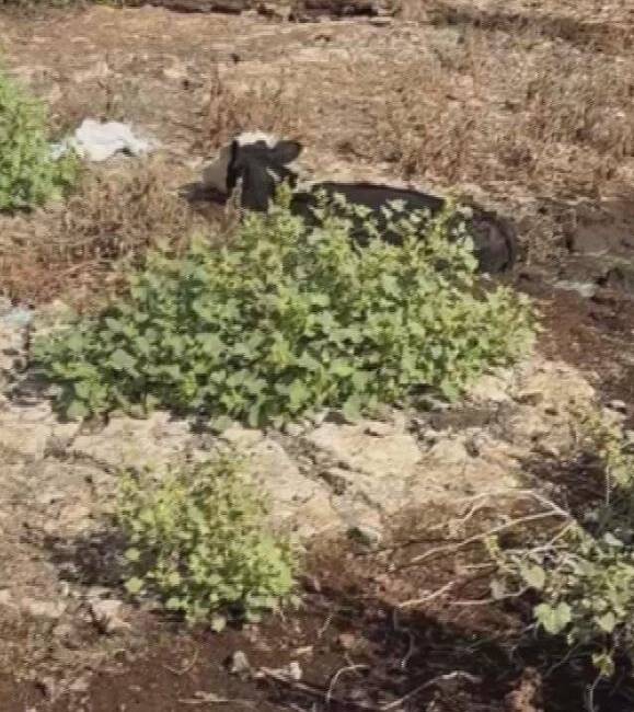 Hatay’ın Reyhanlı ilçesinde, dere yatağında balçığa saplanan 3 inek, itfaiye