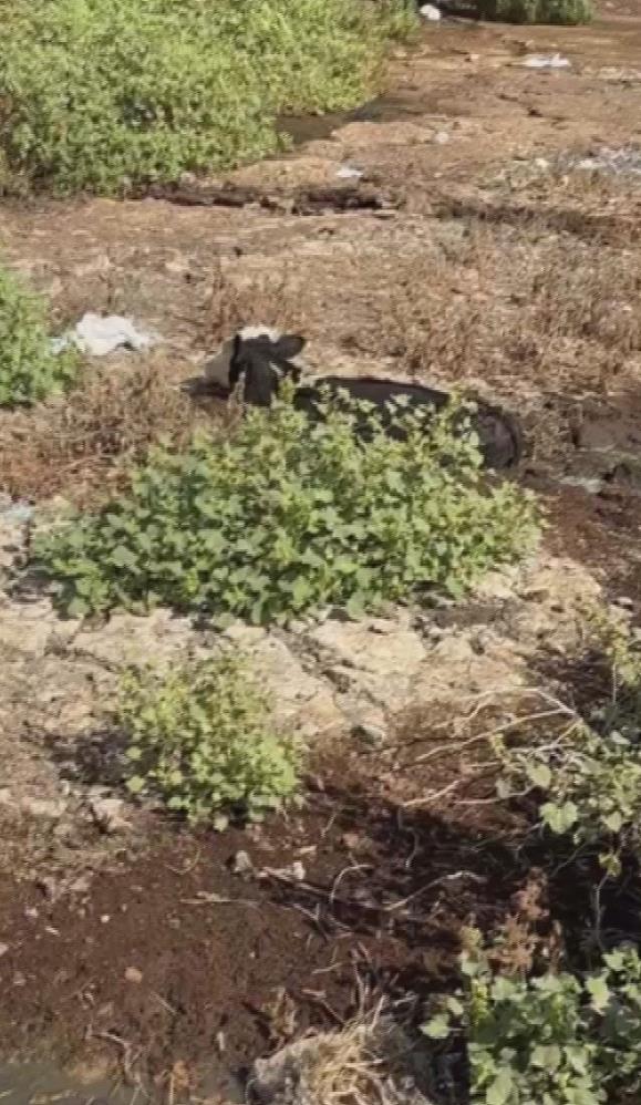 Hatay’ın Reyhanlı ilçesinde, dere yatağında balçığa saplanan 3 inek, itfaiye