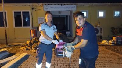 Hatay’ın İskenderun ilçesinde su kanalına düşen bir kedi, itfaiye ekiplerinin