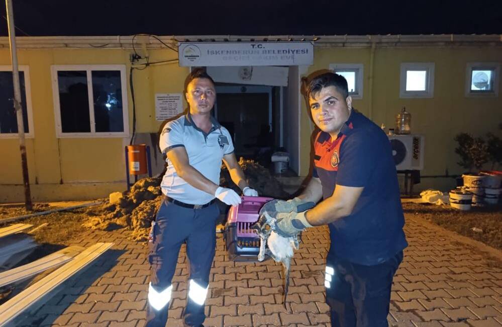 Hatay’ın İskenderun ilçesinde su kanalına düşen bir kedi, itfaiye ekiplerinin