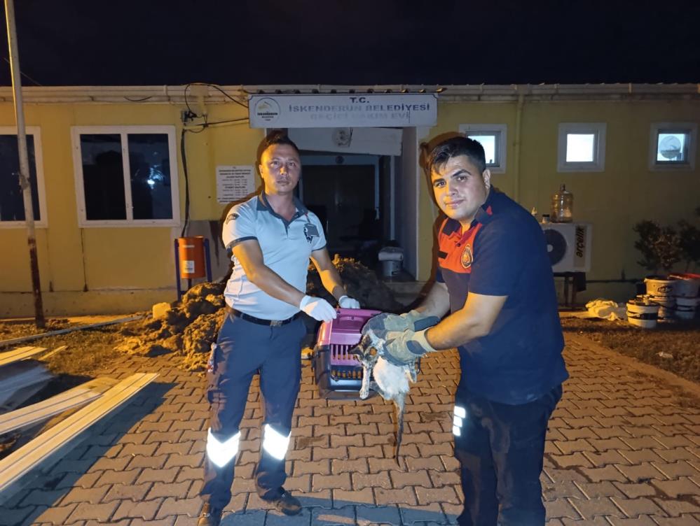 Hatay’ın İskenderun ilçesinde su kanalına düşen bir kedi, itfaiye ekiplerinin