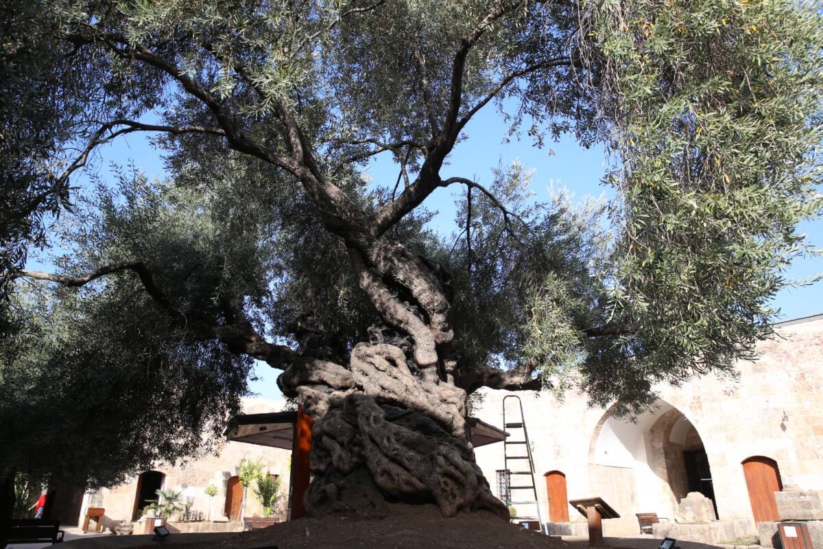 Hatay’ın Payas ilçesinde, Mimar Sinan’ın eseri Sokullu Mehmet Paşa Külliyesi’nin