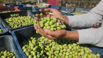 Hatay’ın verimli toprakları arasında yer alan Amik Ovası’nın Hassa ilçesinde