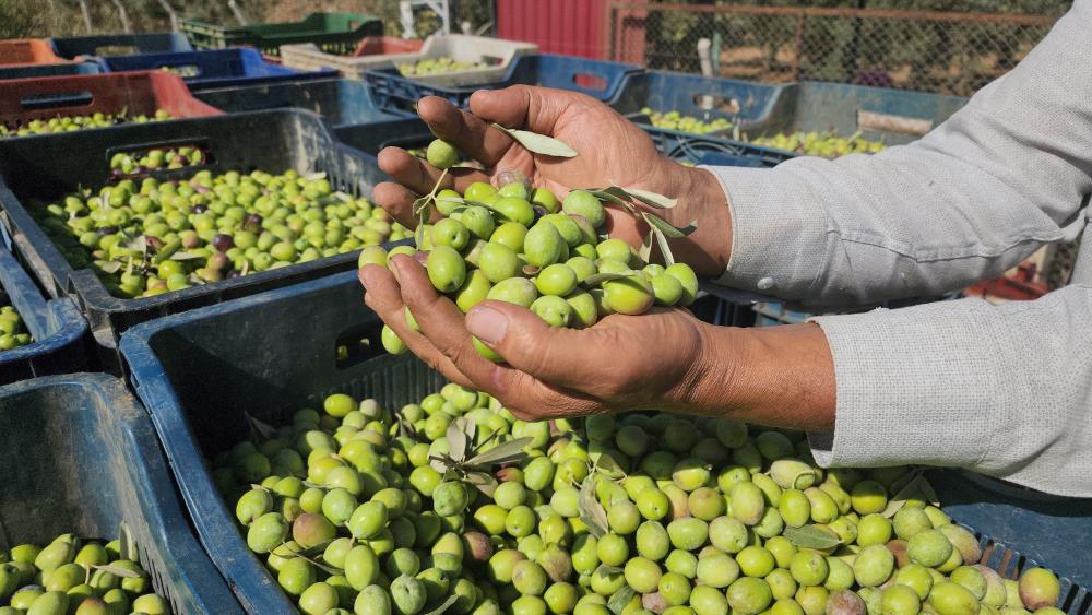 Amik Ovası’nda Bereketli Hasat Hatay’ın verimli toprakları arasında yer alan Amik Ovası’nın Hassa ilçesinde