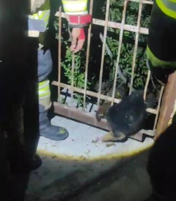 Hatay’ın Arsuz ilçesinde demir korkuluklar arasına sıkışarak mahsur kalan yavru