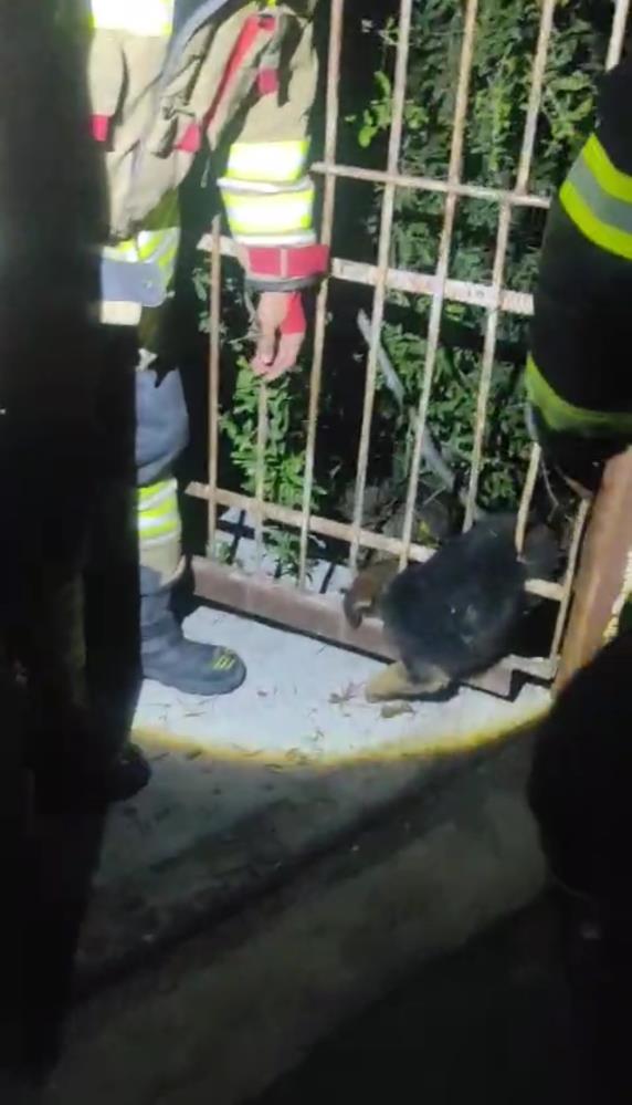 Hatay’ın Arsuz ilçesinde demir korkuluklar arasına sıkışarak mahsur kalan yavru