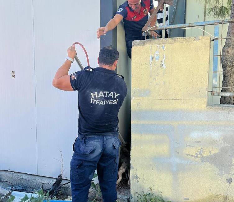Hatay’ın Arsuz ilçesinde konteyner ile duvar arasına sıkışan yavru köpek,