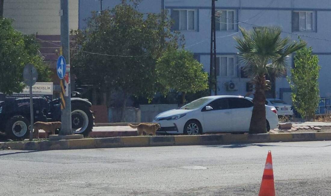 Hatay’ın Hassa ilçesinde sayıları 10’u bulan başıboş köpekler, ilçe merkezinde