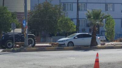 Hatay’ın Hassa ilçesinde sayıları 10’u bulan başıboş köpekler, ilçe merkezinde
