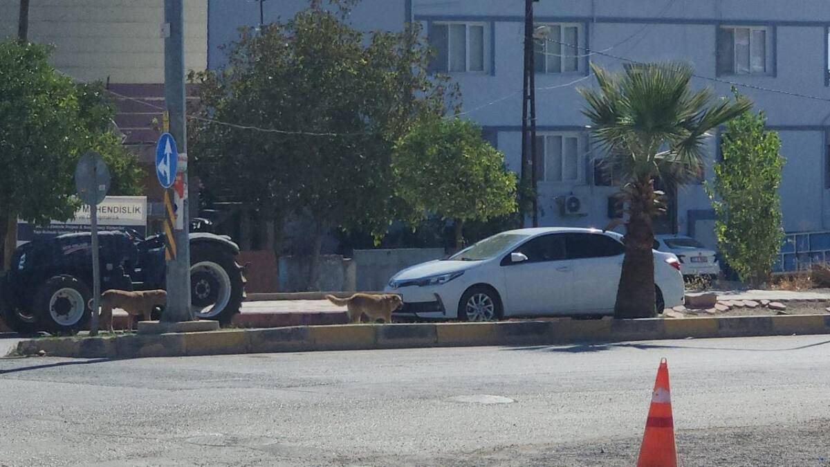 Hatay’ın Hassa ilçesinde sayıları 10’u bulan başıboş köpekler, ilçe merkezinde