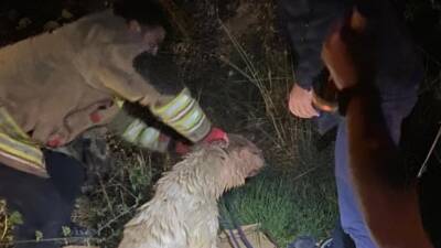 Antakya’nın Narlıca Mahallesi’nde su dolu bir kuyuda mahsur kalan 2