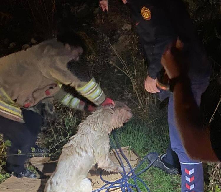 Antakya’nın Narlıca Mahallesi’nde su dolu bir kuyuda mahsur kalan 2