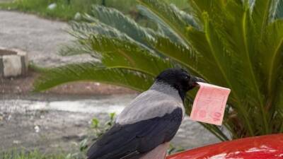 Hatay’da akaryakıt istasyonunun müdavimi olan kargayı, poğaçayla besleyen Taha Genç’in