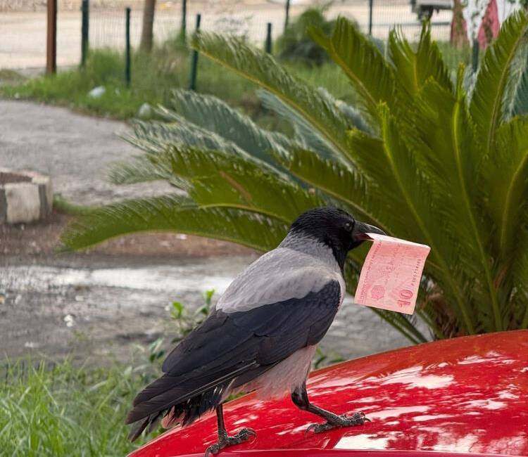 Hatay’da akaryakıt istasyonunun müdavimi olan kargayı, poğaçayla besleyen Taha Genç’in