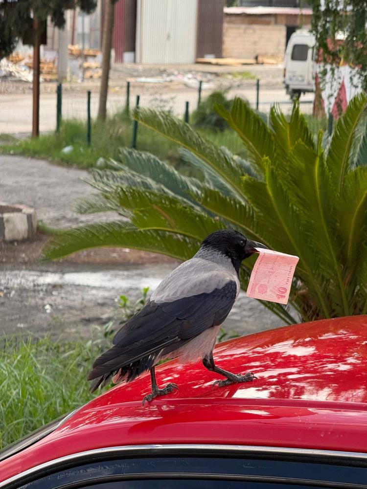 Hatay’da akaryakıt istasyonunun müdavimi olan kargayı, poğaçayla besleyen Taha Genç’in