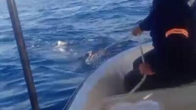 Hatay’da Akdeniz açıklarında teknenin çapa halatına dolanan devasa büyüklükteki köpek