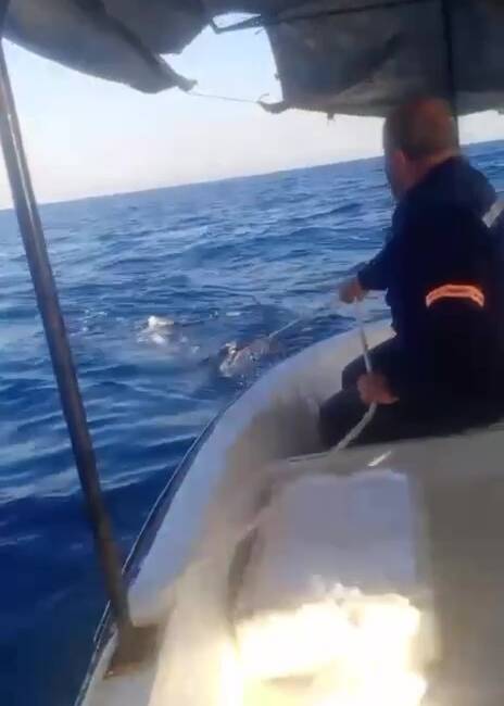 Hatay’da Akdeniz açıklarında teknenin çapa halatına dolanan devasa büyüklükteki köpek
