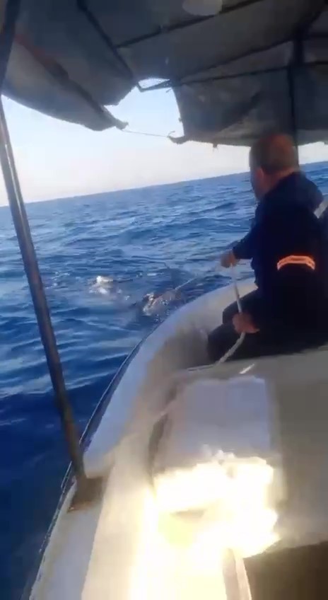 Hatay’da Akdeniz açıklarında teknenin çapa halatına dolanan devasa büyüklükteki köpek