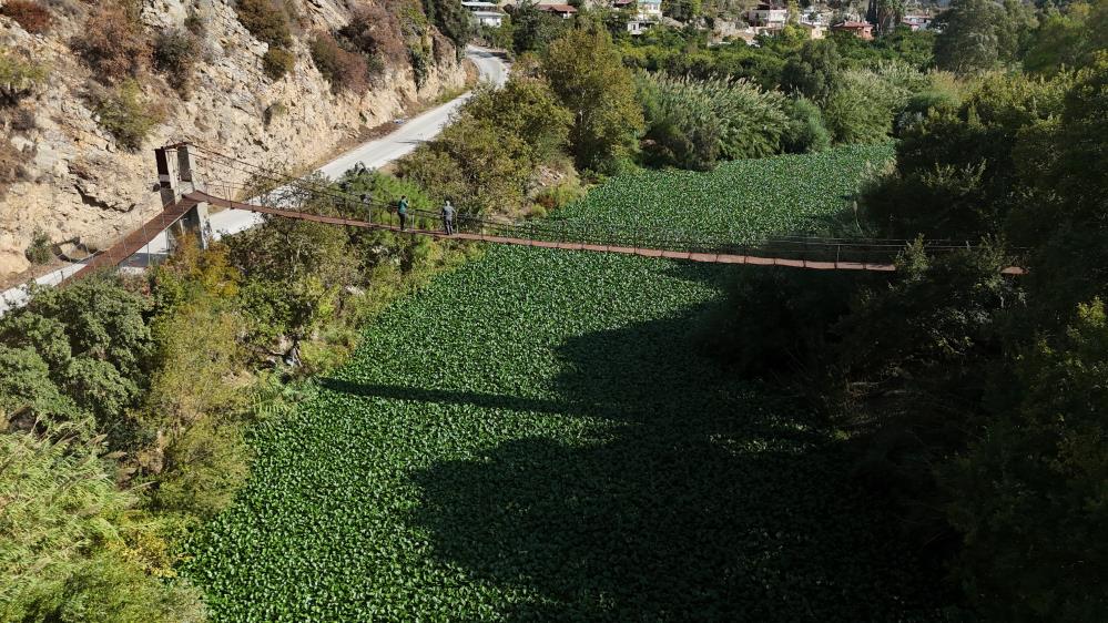 Hatay’da görünümüyle dikkat çeken ve boyları 1 metreyi bulan su