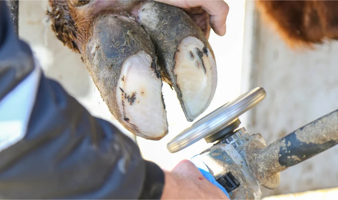 Hatay Büyükşehir Belediyesi, yaklaşık 2 aylık aranın ardından büyükbaş hayvanlara