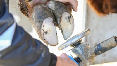 Hatay Büyükşehir Belediyesi, yaklaşık 2 aylık aranın ardından büyükbaş hayvanlara