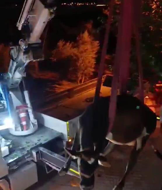 Hatay’ın Hassa ilçesine bağlı Girne Mahallesi’nde ilginç bir kurtarma operasyonu