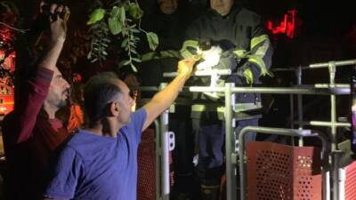 Hatay’ın Samandağ ilçesinde tırmandığı ağaçta mahsur kalan bir kedi, itfaiye