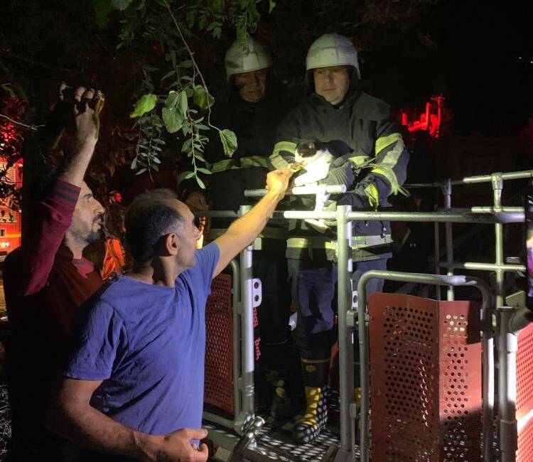 Hatay’ın Samandağ ilçesinde tırmandığı ağaçta mahsur kalan bir kedi, itfaiye