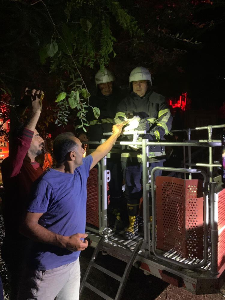 Hatay’ın Samandağ ilçesinde tırmandığı ağaçta mahsur kalan bir kedi, itfaiye