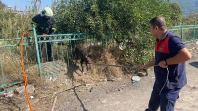 Hatay’da mahsur kalan köpek, itfaiye ekiplerince kurtarıldı. Payas ilçesindeki Karşı