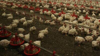 Almanya’da kuş gribi salgını hızla yayılıyor. Ülke genelinde 180 binden