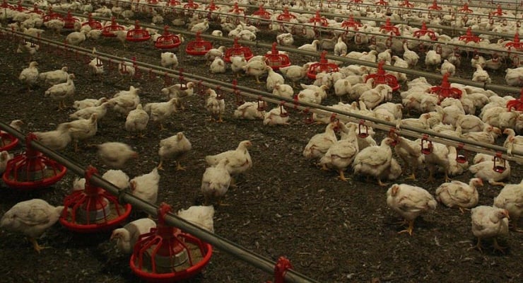 Kabus geri mi dönüyor? Almanya’dan korkutan rakamlar Almanya’da kuş gribi salgını hızla yayılıyor. Ülke genelinde 180 binden