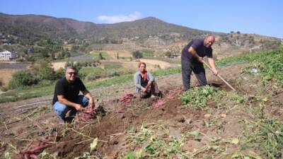  Hatay'da ismi gibi tadıyla dikkat çeken şifa deposu tatlı patatesin