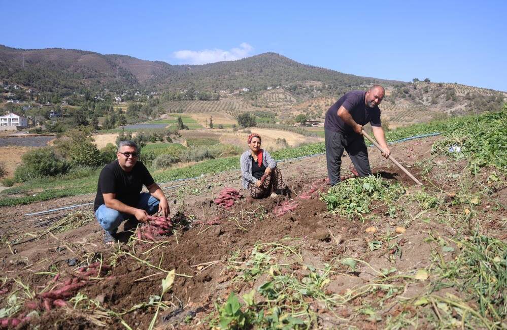  Hatay'da ismi gibi tadıyla dikkat çeken şifa deposu tatlı patatesin